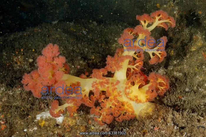 : Red tree coral (Dendronephthya) in a cave. Aliwal : Red tree coral (Dendronephthya) in a cave. Aliwal