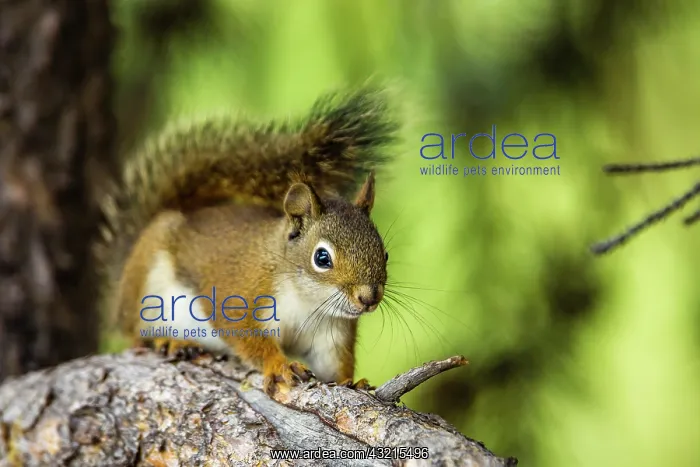 : Red Tree Squirrel posing on Branch in Flagg Ranch : Red Tree Squirrel posing on Branch in Flagg Ranch