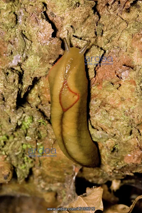 : Red Triangle Slug : Red Triangle Slug
