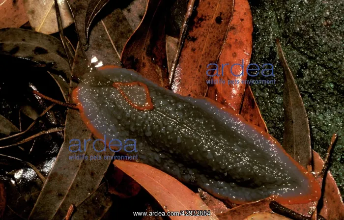 : Red triangle slug - grey form : Red triangle slug - grey form