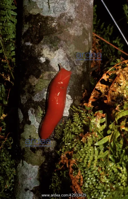 : Red triangle slug - scarlet form : Red triangle slug - scarlet form