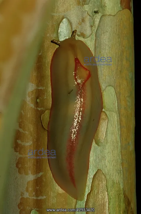 : Red triangle slug - yellow form, showing its unique : Red triangle slug - yellow form, showing its unique