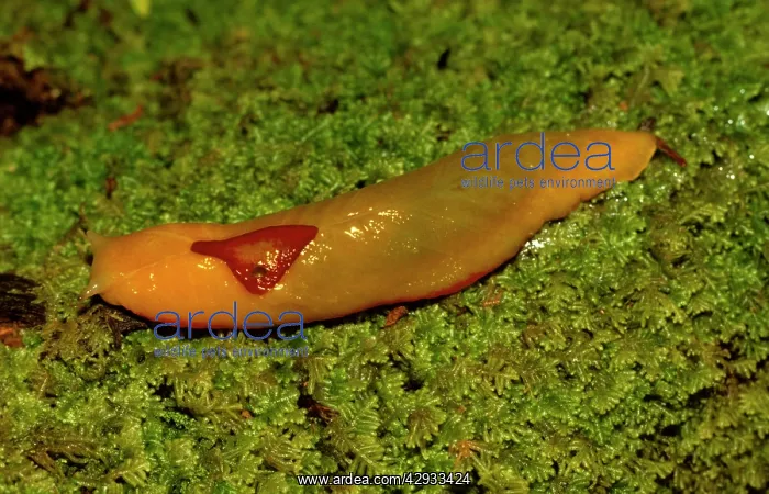 : Red triangle slug - yellow form, showing its unique : Red triangle slug - yellow form, showing its unique