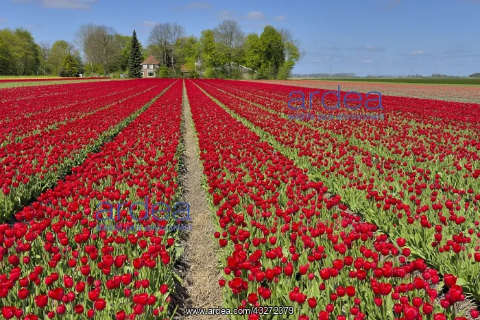 : Red tulip (Tulipa sp) fields, Noordoostpolder, Bant : Red tulip (Tulipa sp) fields, Noordoostpolder, Bant