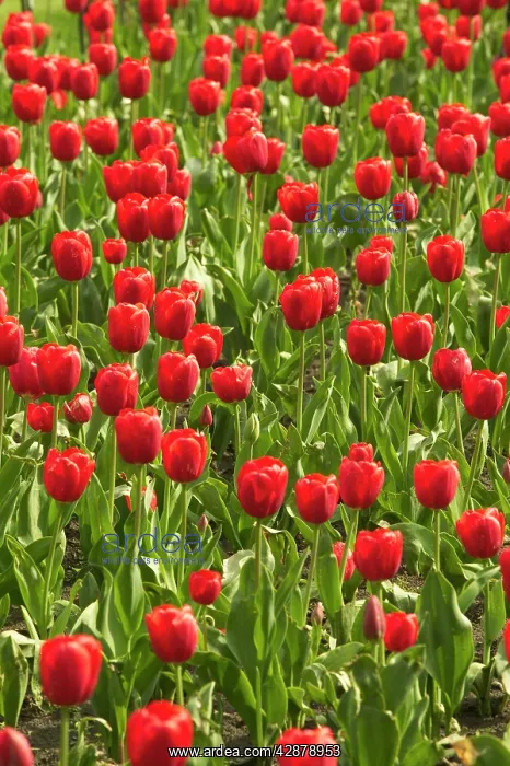  : Red Tulips