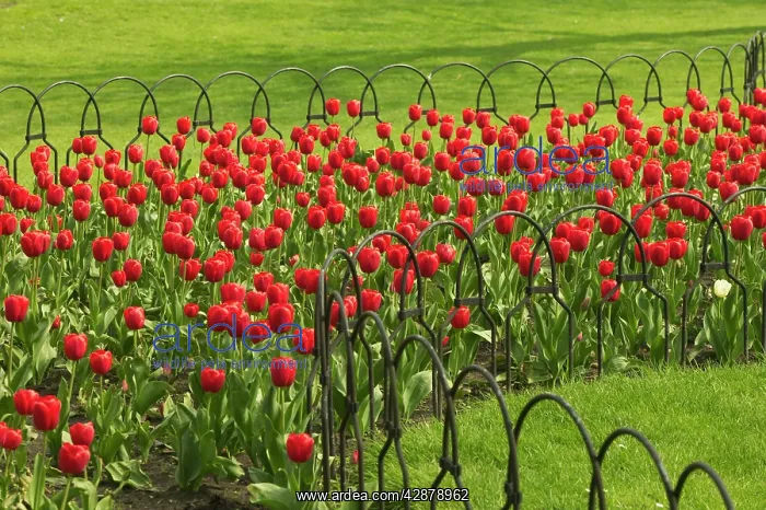 : Red Tulips : Red Tulips