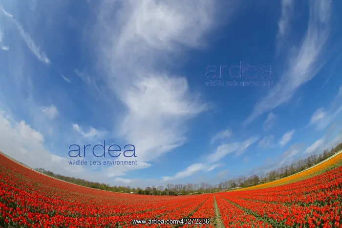 : Red Tulips (Tulipa sp) in field, Noord-Holland : Red Tulips (Tulipa sp) in field, Noord-Holland