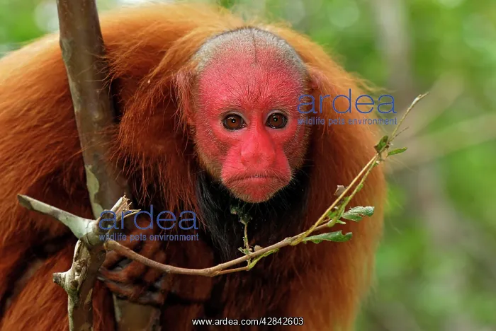 : Red Uakari / Bald Uacari : Red Uakari / Bald Uacari