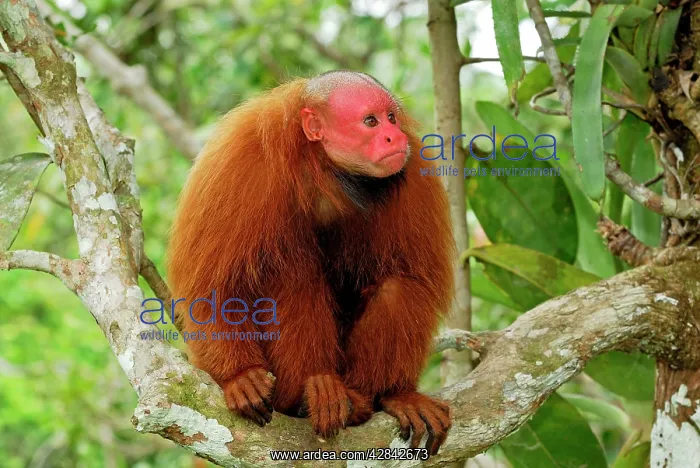 : Red Uakari / Bald Uacari : Red Uakari / Bald Uacari
