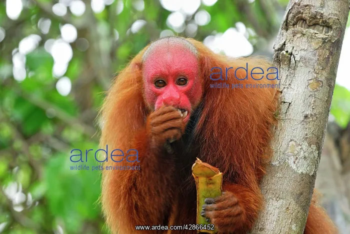: Red Uakari / Bald Uacari : Red Uakari / Bald Uacari