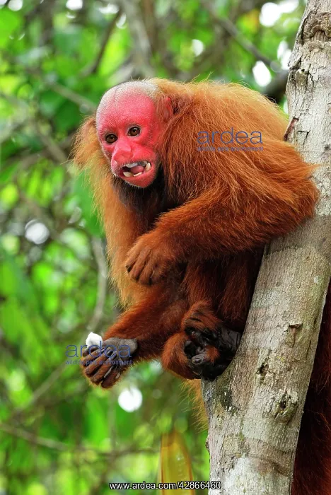 : Red Uakari / Bald Uacari : Red Uakari / Bald Uacari