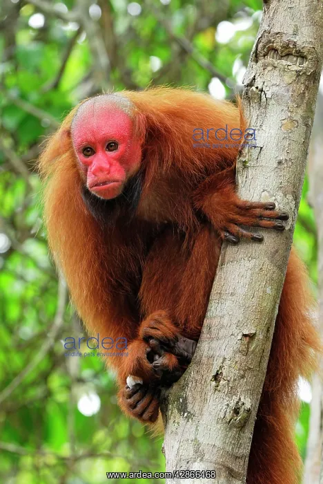 : Red Uakari / Bald Uacari : Red Uakari / Bald Uacari