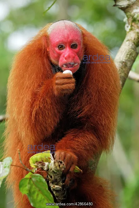 : Red Uakari / Bald Uacari : Red Uakari / Bald Uacari