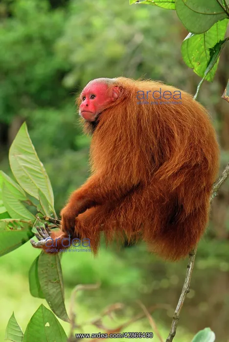 : Red Uakari / Bald Uacari : Red Uakari / Bald Uacari