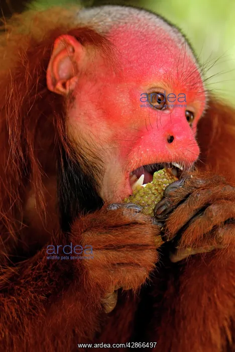 : Red Uakari / Bald Uacari : Red Uakari / Bald Uacari