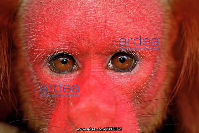 : Red Uakari / Bald Uacari : Red Uakari / Bald Uacari