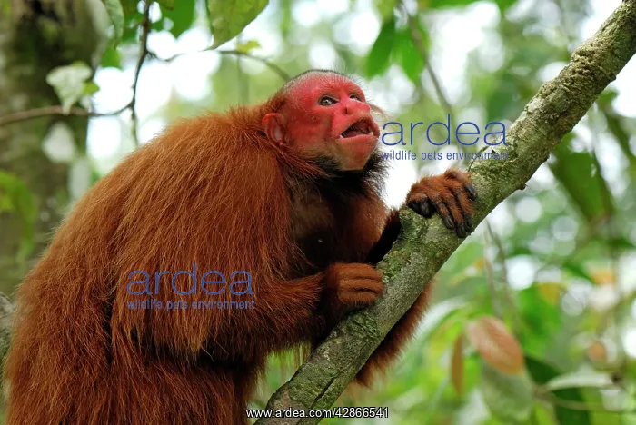 : Red Uakari / Bald Uacari : Red Uakari / Bald Uacari