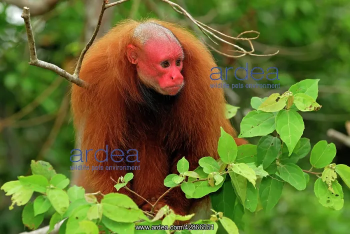 : Red Uakari / Bald Uacari : Red Uakari / Bald Uacari