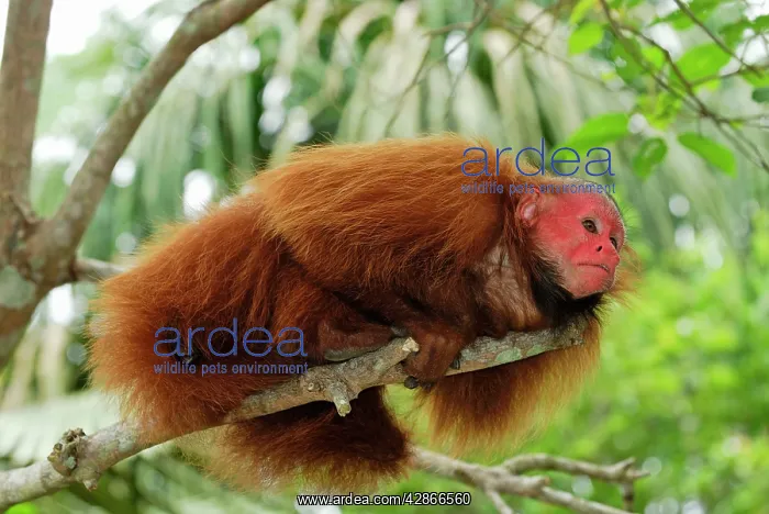 : Red Uakari / Bald Uacari : Red Uakari / Bald Uacari