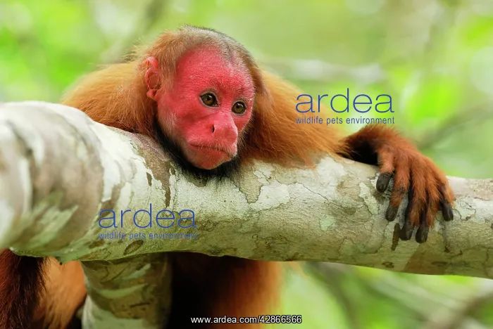: Red Uakari / Bald Uacari : Red Uakari / Bald Uacari