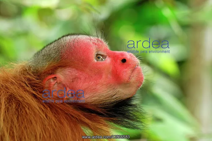: Red Uakari / Bald Uacari : Red Uakari / Bald Uacari