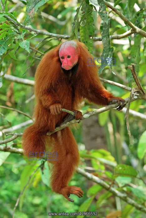 : Red Uakari / Bald Uacari : Red Uakari / Bald Uacari