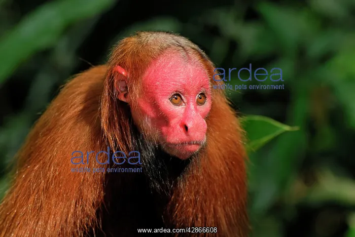 : Red Uakari / Bald Uacari : Red Uakari / Bald Uacari