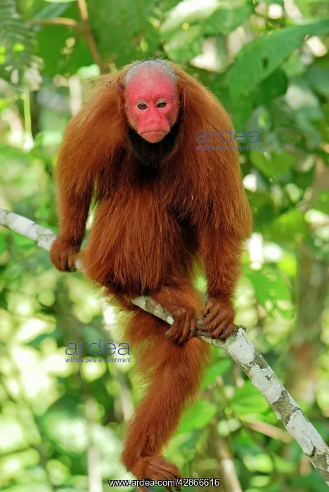 : Red Uakari / Bald Uacari : Red Uakari / Bald Uacari