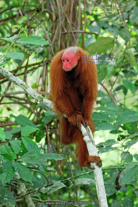 : Red Uakari / Bald Uacari : Red Uakari / Bald Uacari
