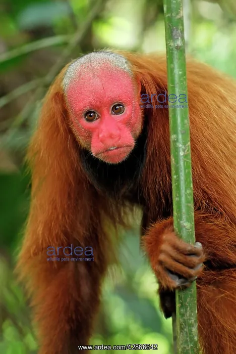 : Red Uakari / Bald Uacari : Red Uakari / Bald Uacari
