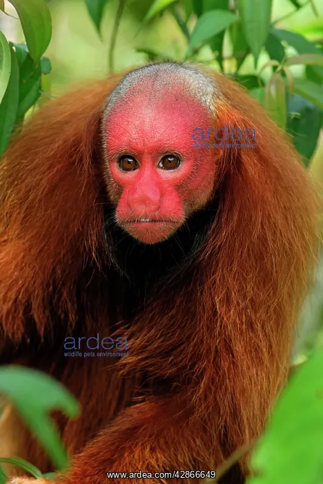 : Red Uakari / Bald Uacari : Red Uakari / Bald Uacari