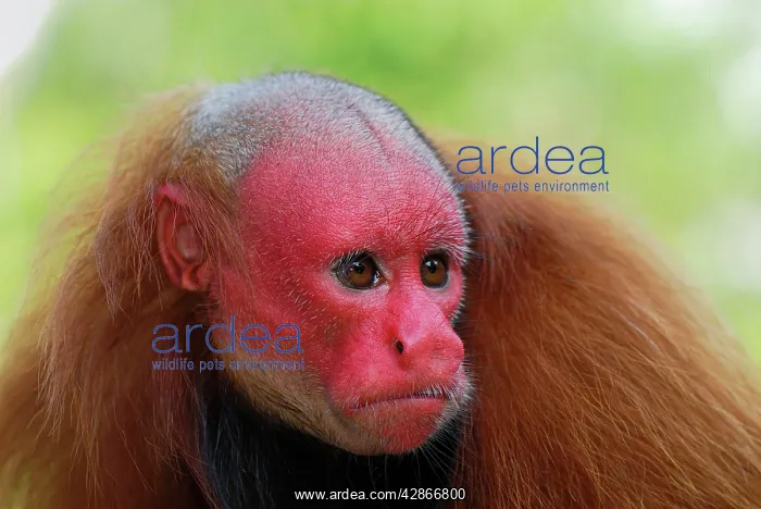 : Red Uakari / Bald Uacari : Red Uakari / Bald Uacari