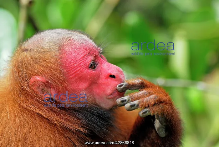: Red Uakari / Bald Uacari : Red Uakari / Bald Uacari