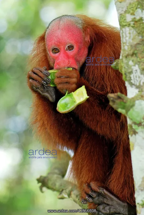 : Red Uakari / Bald Uacari - eating : Red Uakari / Bald Uacari - eating