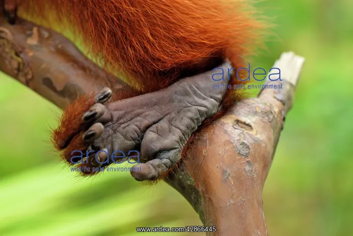 : Red Uakari / Bald Uacari - foot : Red Uakari / Bald Uacari - foot
