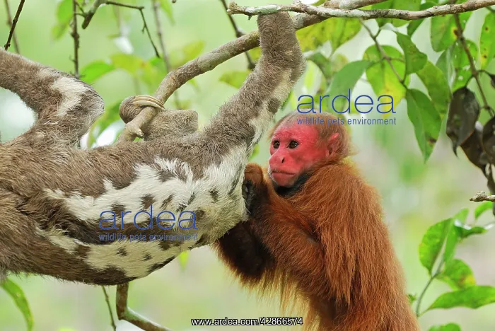 : Red Uakari / Bald Uacari - with sloth : Red Uakari / Bald Uacari - with sloth