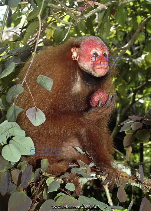 : Red Uakari with Bixa Fruit : Red Uakari with Bixa Fruit