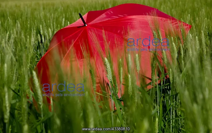 : Red Umbrella in the Wheat Field : Red Umbrella in the Wheat Field