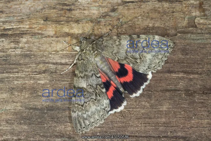 : Red Underwing : Red Underwing