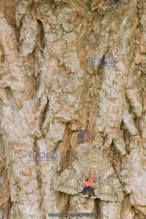  : Red Underwing