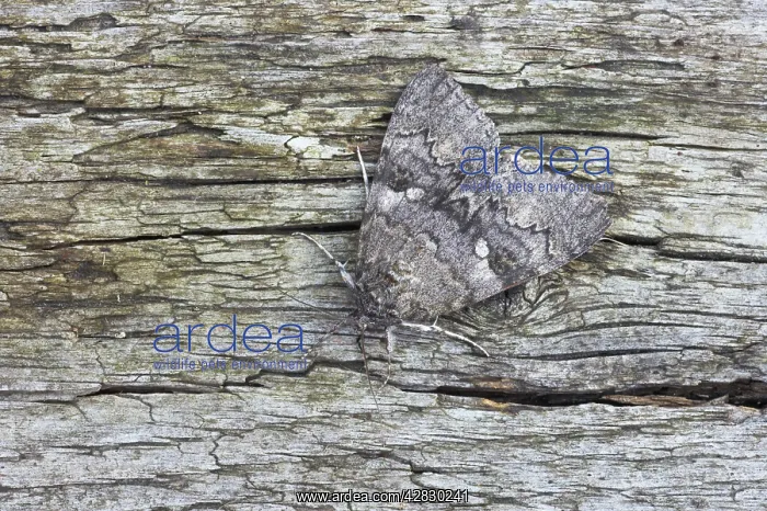 : Red Underwing Moth : Red Underwing Moth