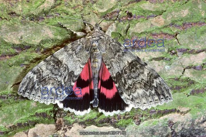 : Red underwing moth : Red underwing moth
