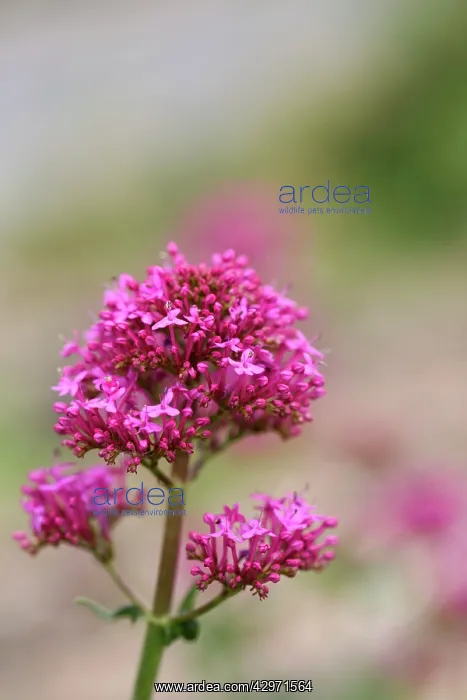  : Red Valerian