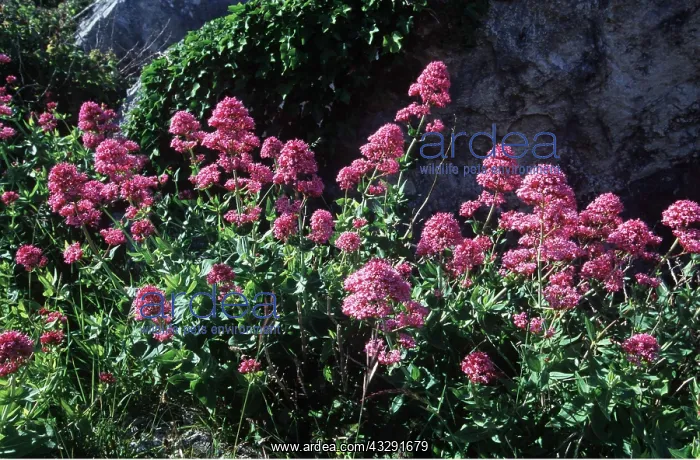  : Red Valerian