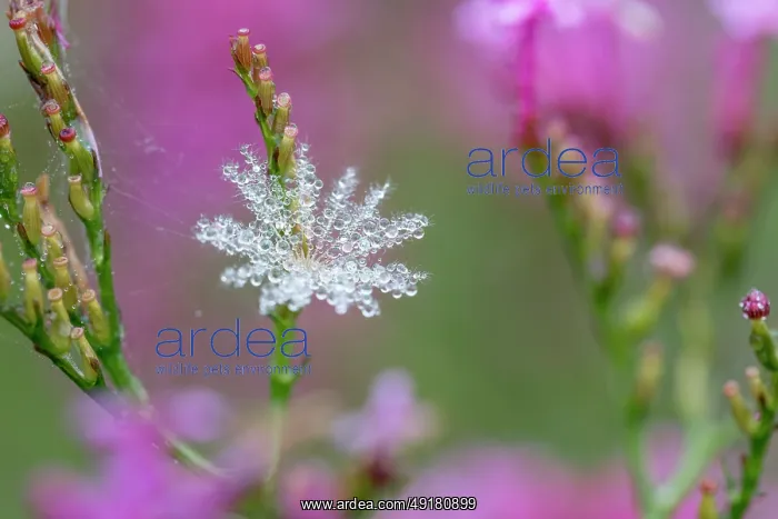  : Red Valerian - Seedhead - UK