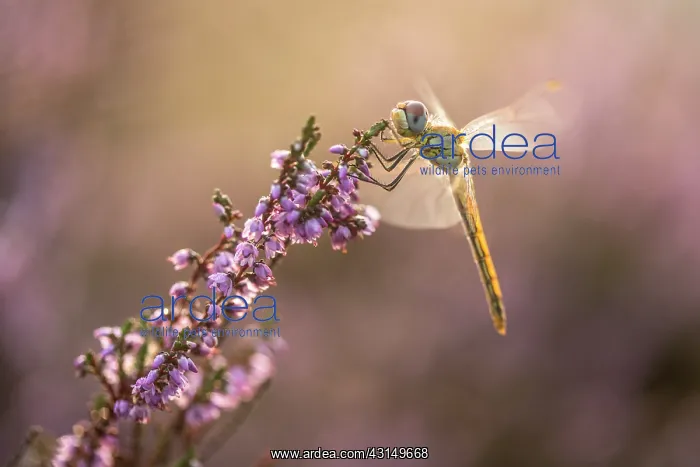 : Red-veined Darter : Red-veined Darter