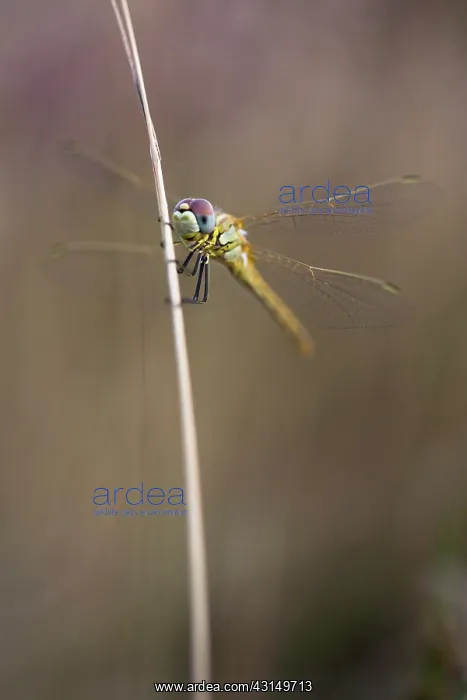 : Red-veined Darter : Red-veined Darter