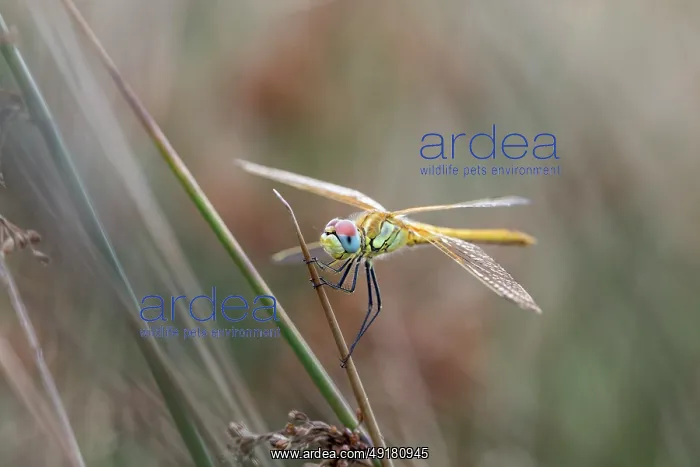  : Red Veined Darter - Dragonfly - Immature Male - UK