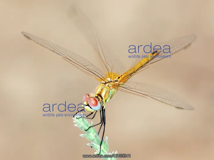 : Red-Veined Darter (Sympetrum fonscolombii) : Red-Veined Darter (Sympetrum fonscolombii)