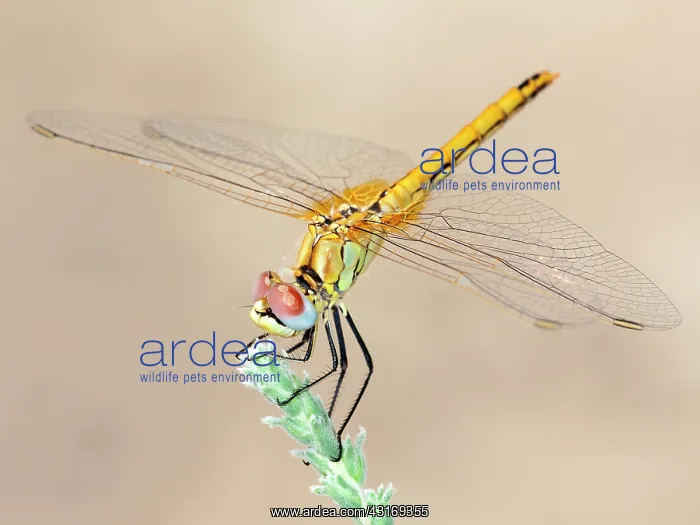 : Red-Veined Darter (Sympetrum fonscolombii) : Red-Veined Darter (Sympetrum fonscolombii)
